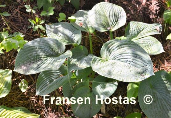 Hosta Samual Blue